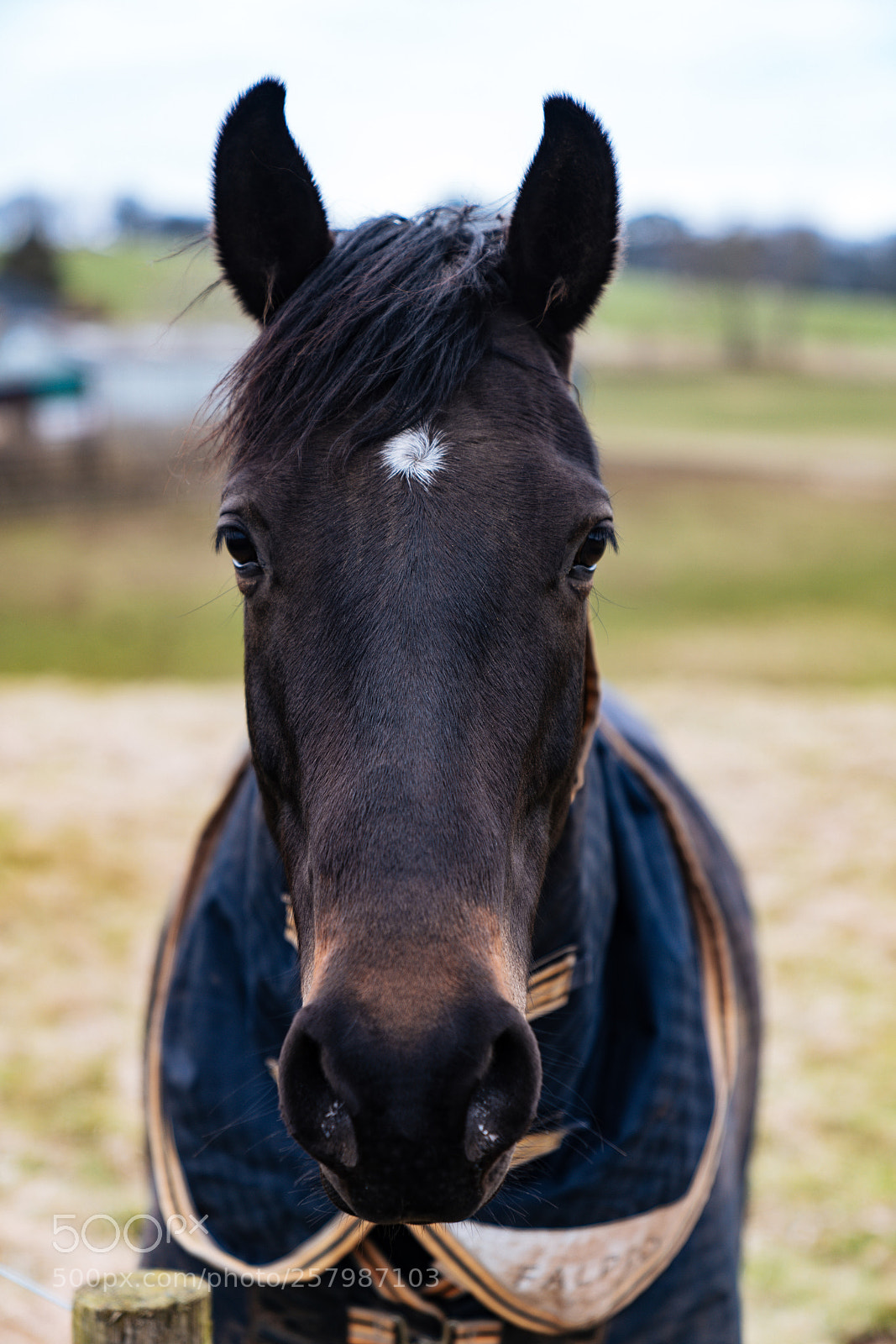 Sony a7R III sample photo. Neigh bothered photography