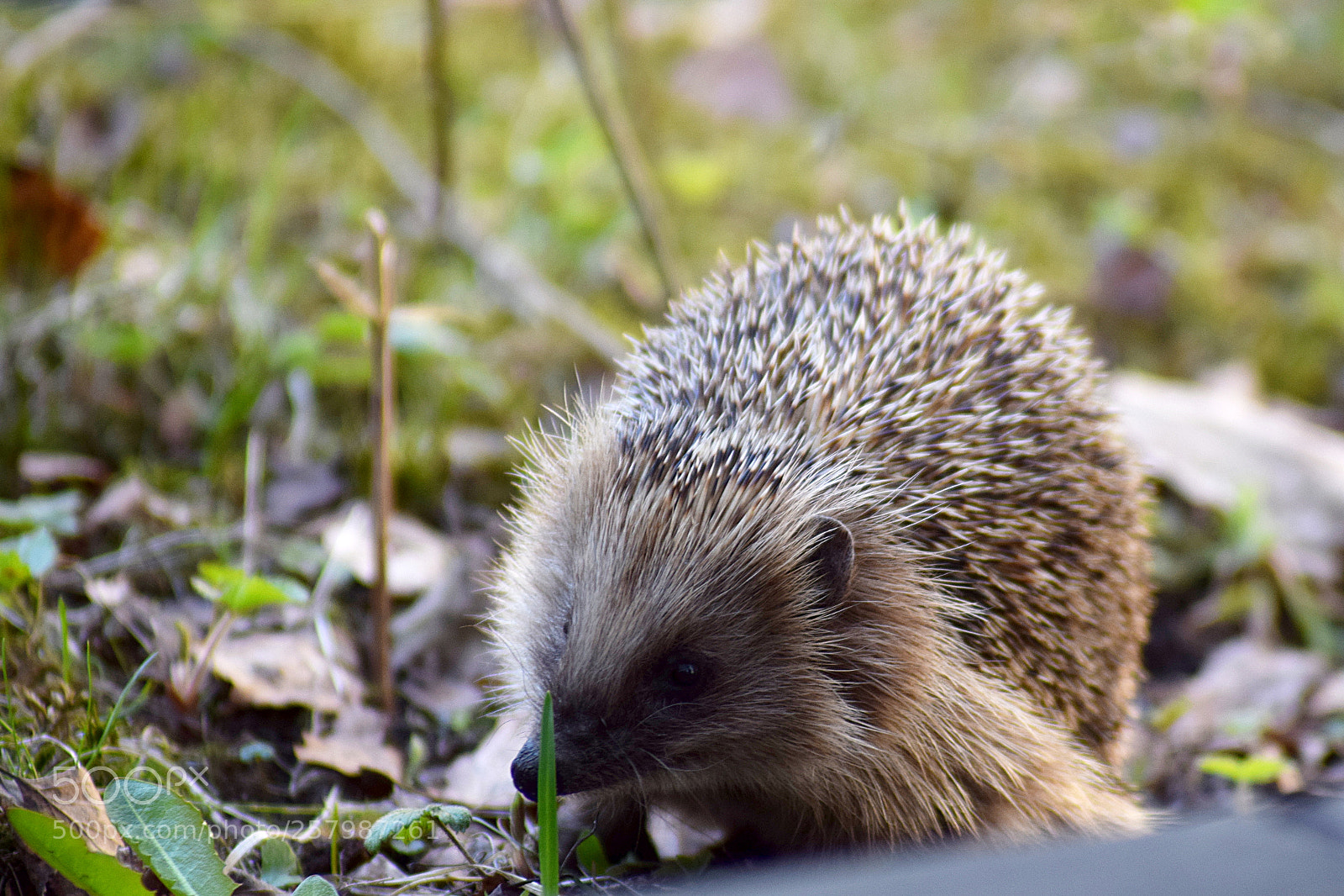 Nikon D3300 sample photo. Hedgehog 3 photography
