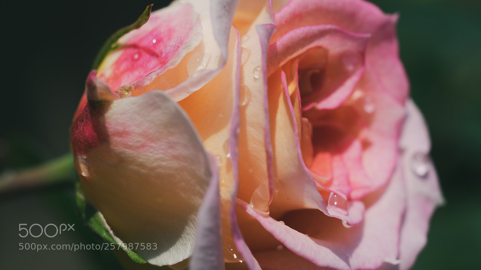 Fujifilm X-T1 sample photo. Rosa photography