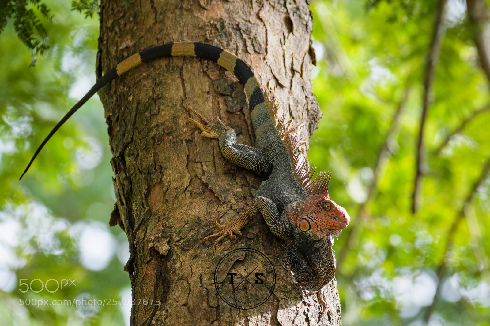 Nikon D500 sample photo. Green iguana climbing down photography