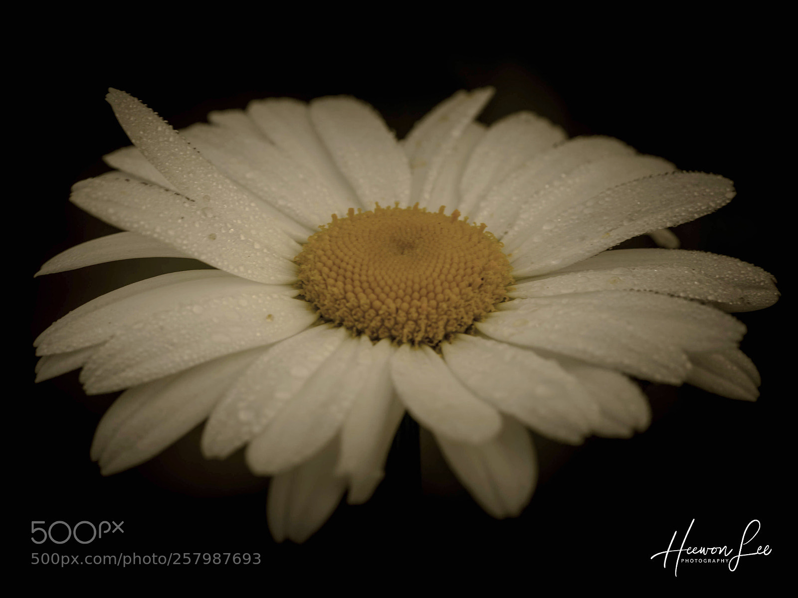 Canon EOS 6D sample photo. иєω ∂αу photography