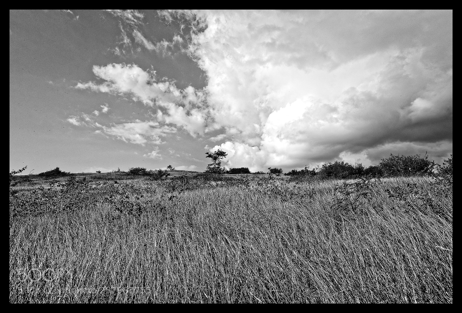 Nikon D7000 sample photo. La savane de l'ouest 1 photography