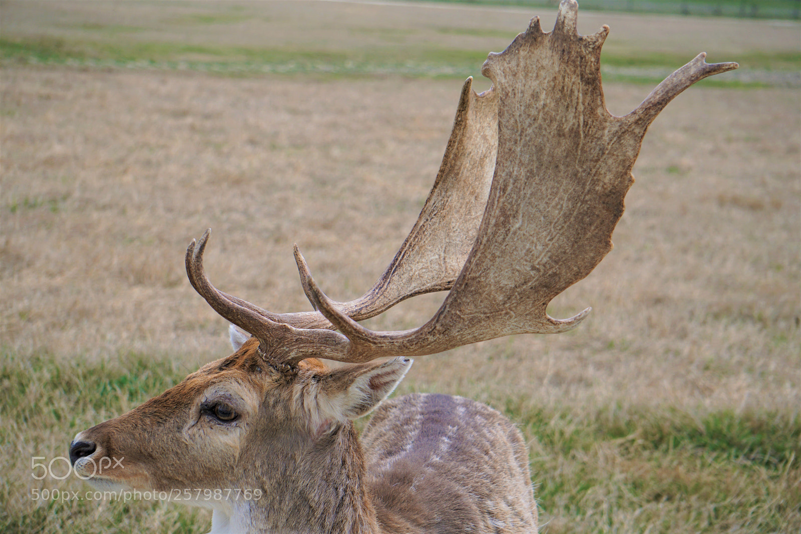 Sony a6300 sample photo. The antlers photography