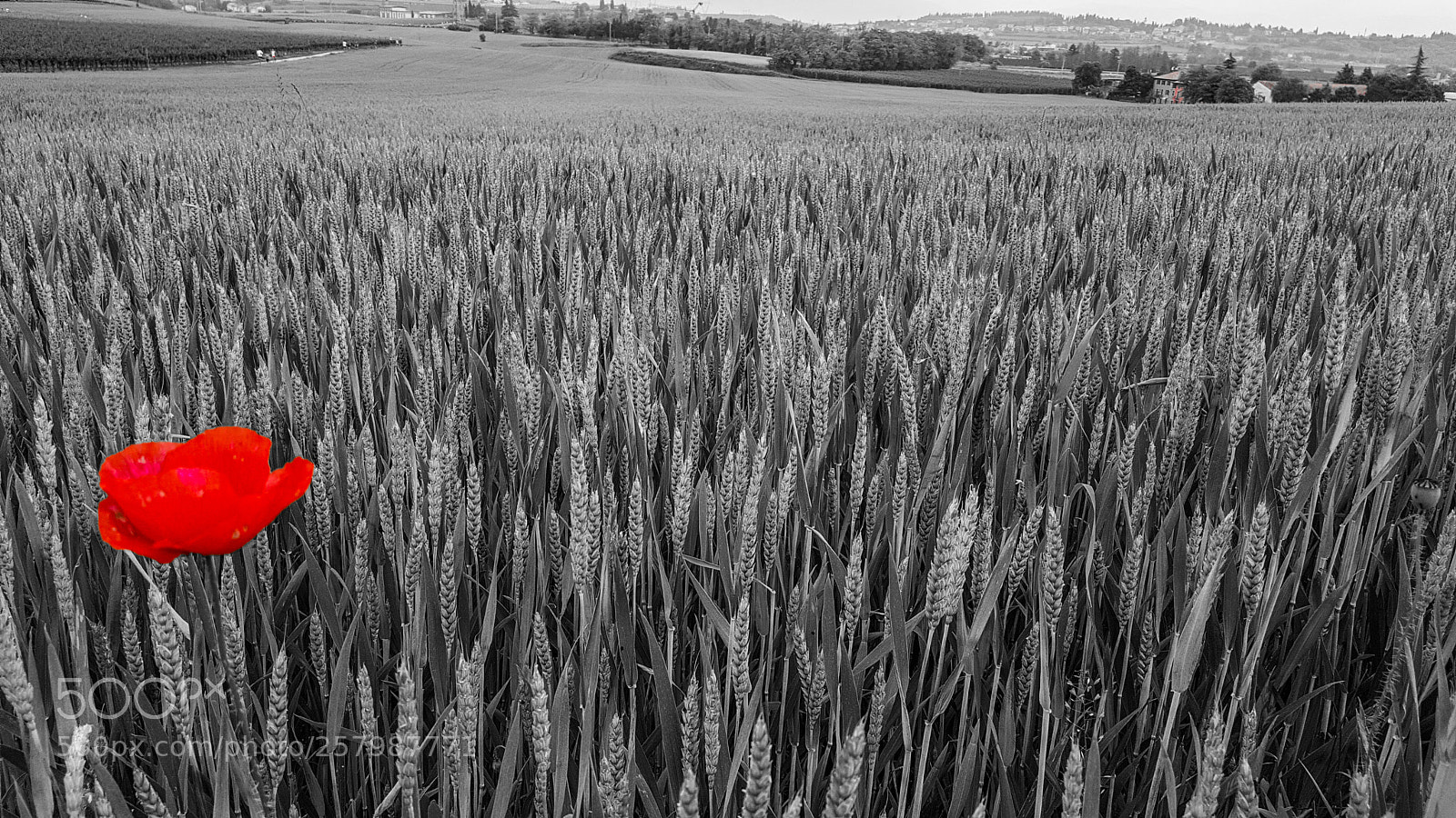 Samsung GALAXY S6 edge sample photo. Papavero rosso photography