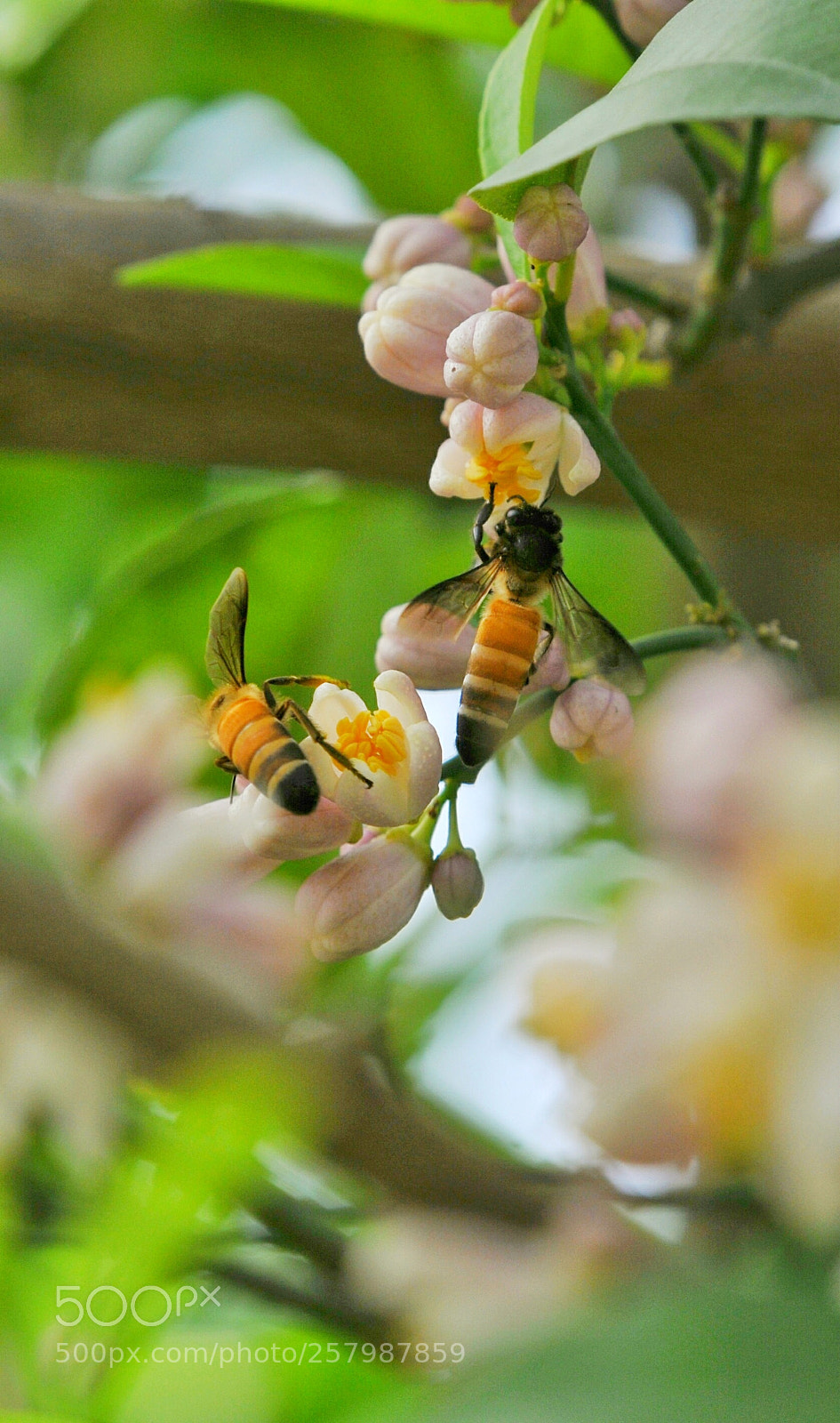 Nikon D300 sample photo. Busy... bees in citrus photography