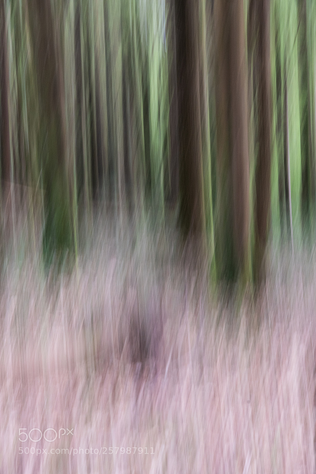 Nikon D750 sample photo. Abstract bluebeels photography