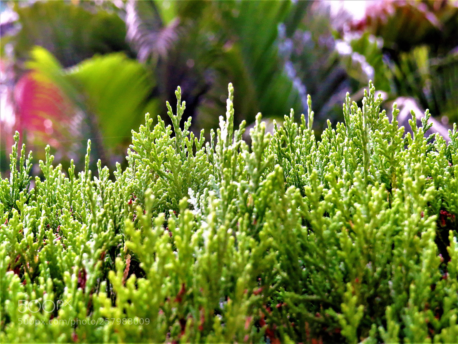 Canon PowerShot SX50 HS sample photo. Img photography