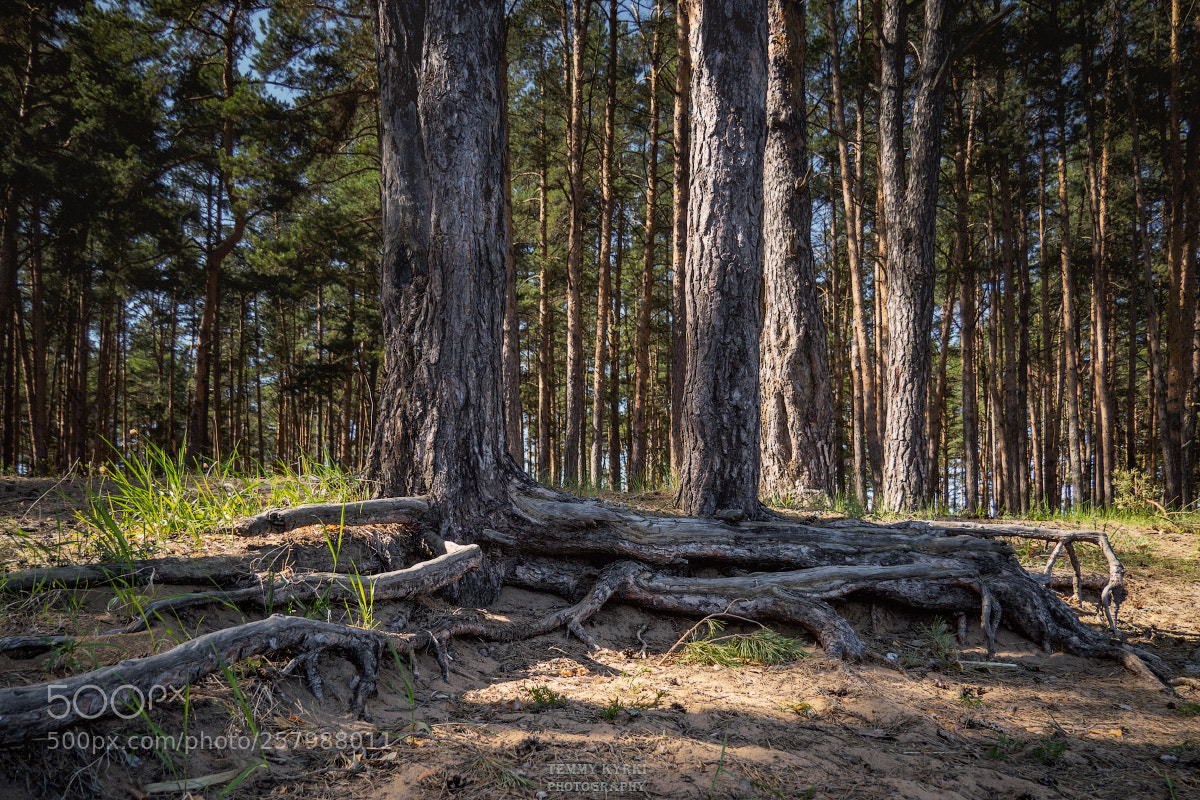 Olympus OM-D E-M1 sample photo. Forest photography