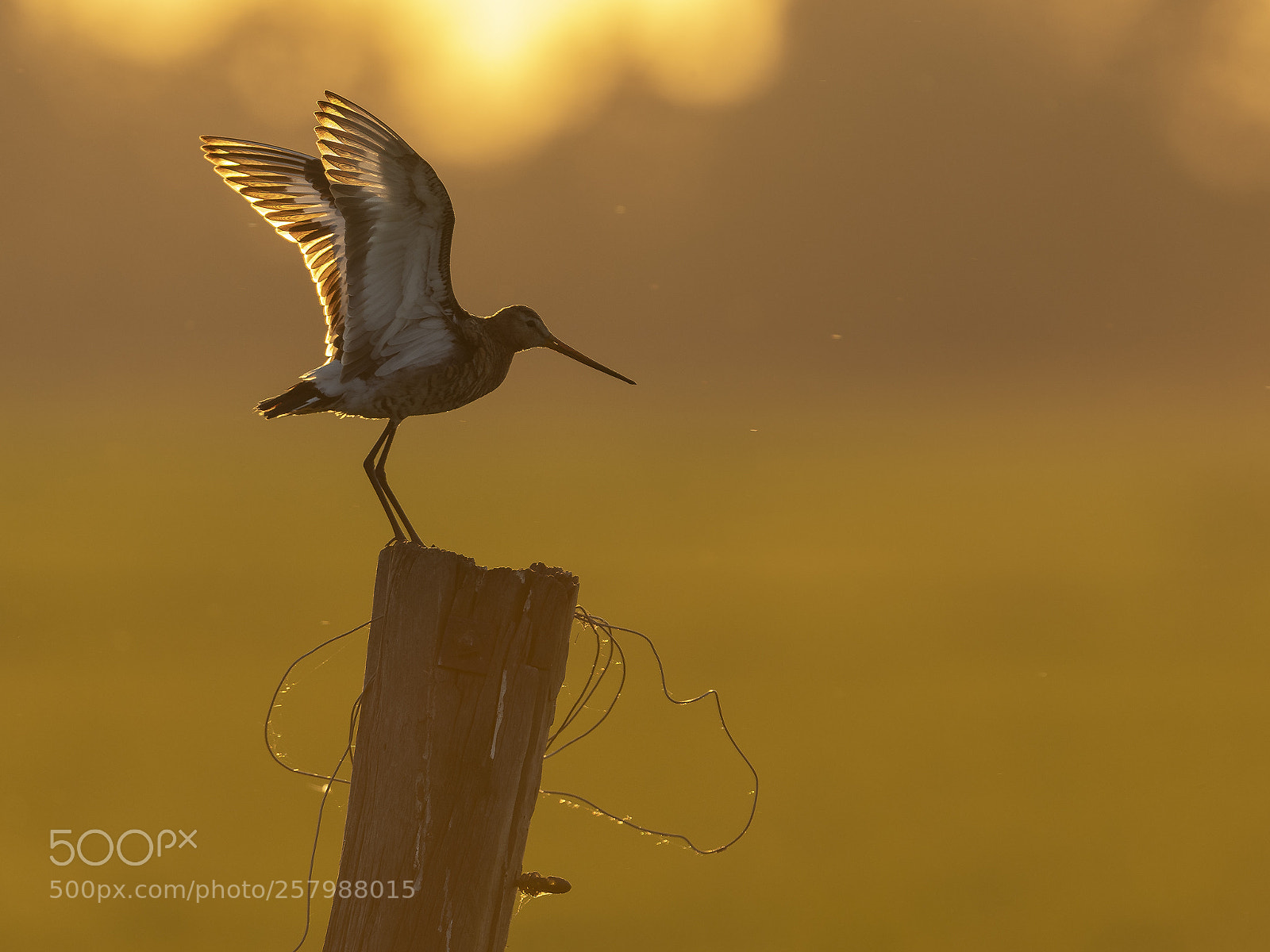 Nikon D500 sample photo. Black-tailed godwit with backlight photography