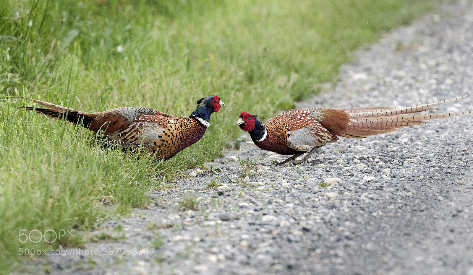 Canon EOS 7D Mark II sample photo. Dispute photography