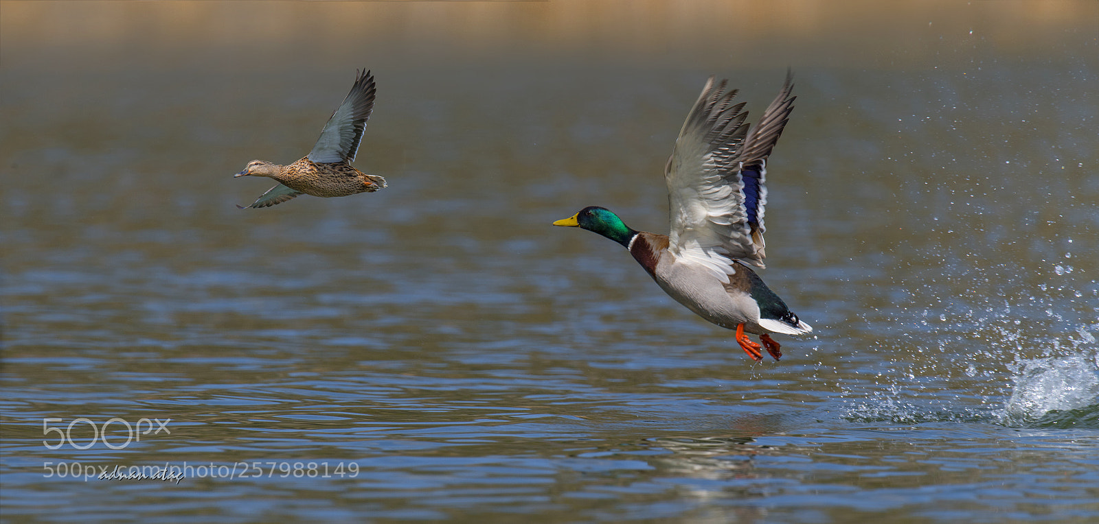 Nikon D5 sample photo. Ye ilba - mallard photography