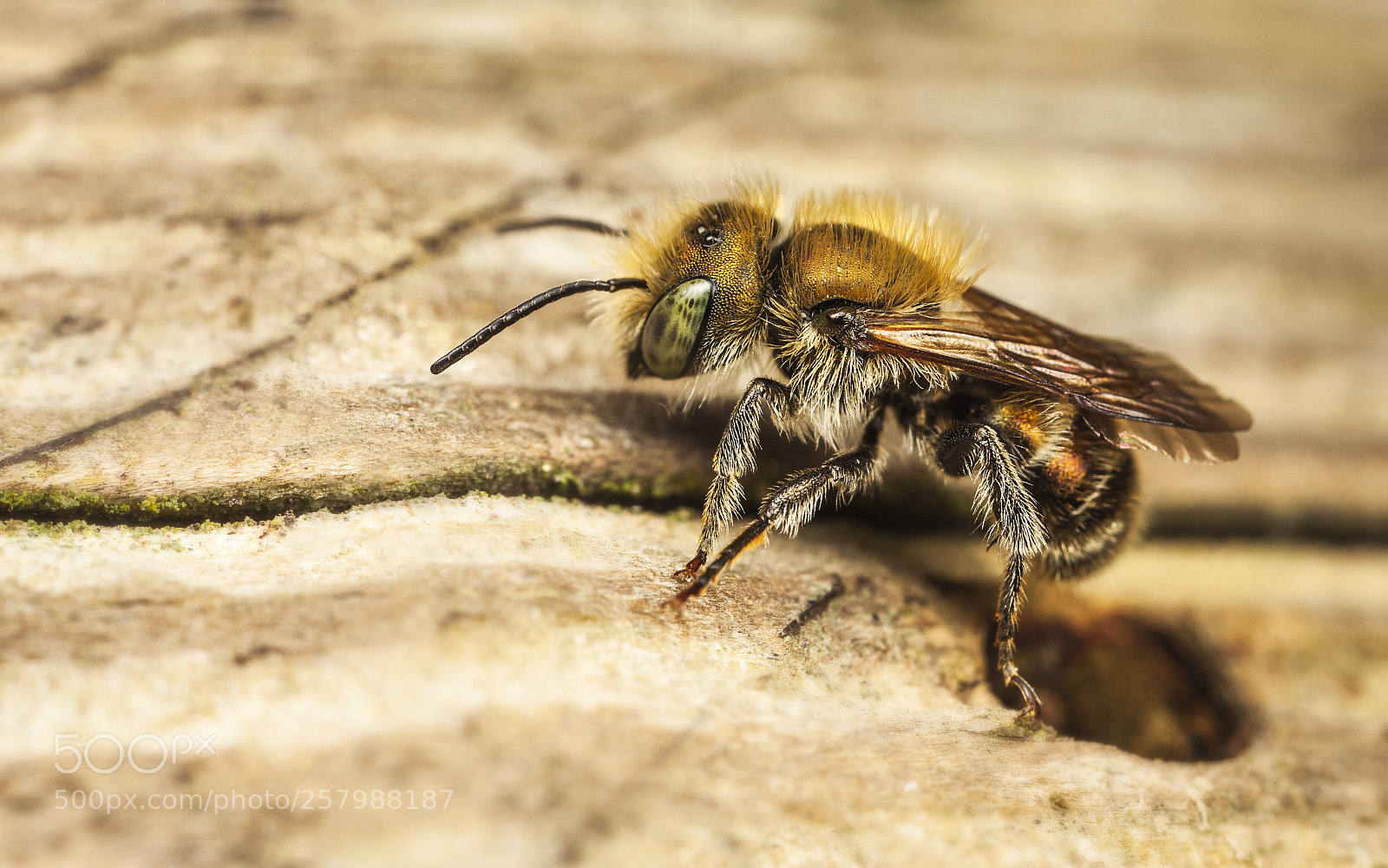 Canon EOS 5D Mark II sample photo. Golden bee photography