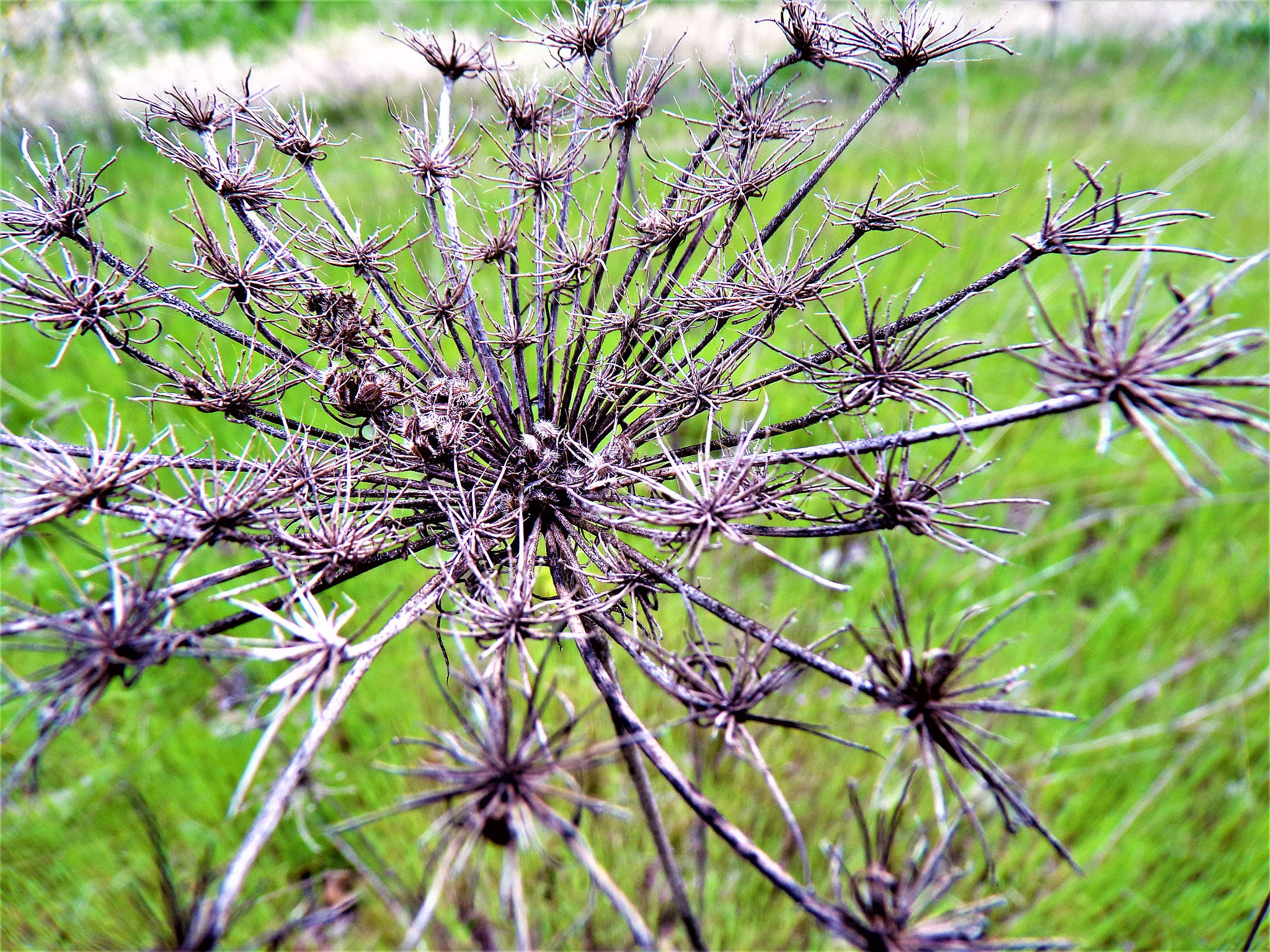 JK KODAK PIXPRO AZ401 sample photo. Plants photography