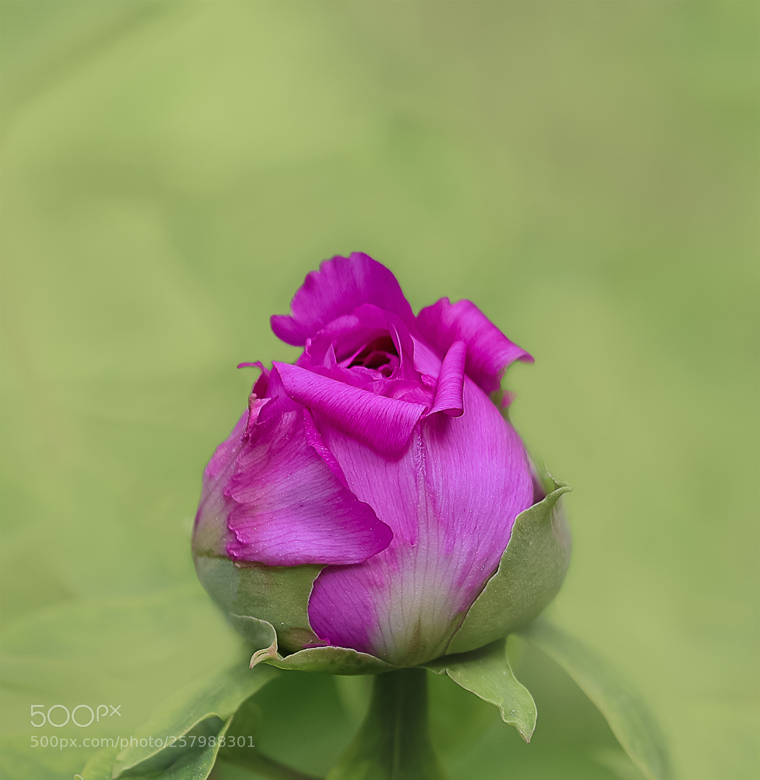 Canon EOS-1D X Mark II sample photo. 牡丹花 photography