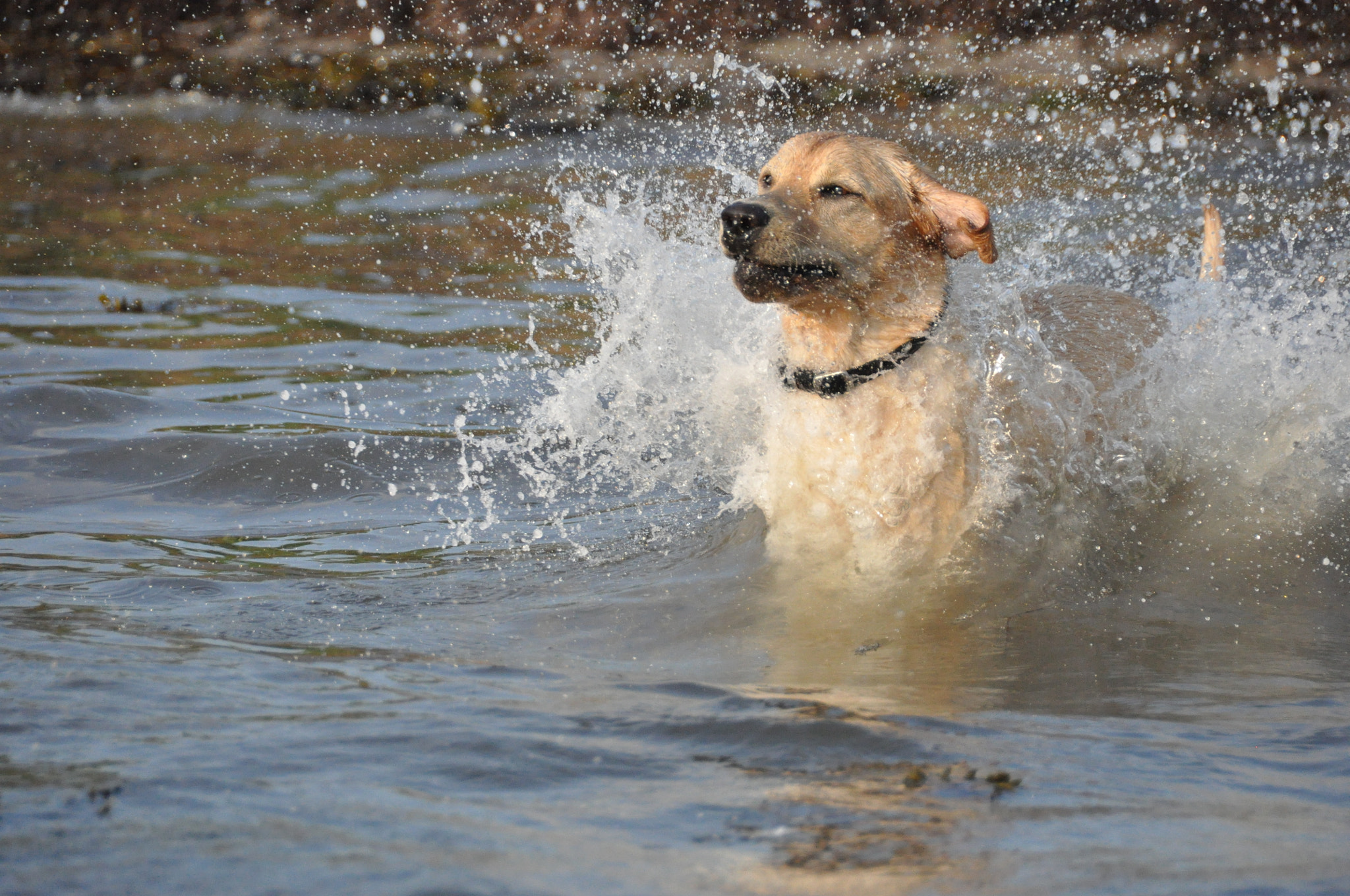 Nikon D90 sample photo. Water dog photography