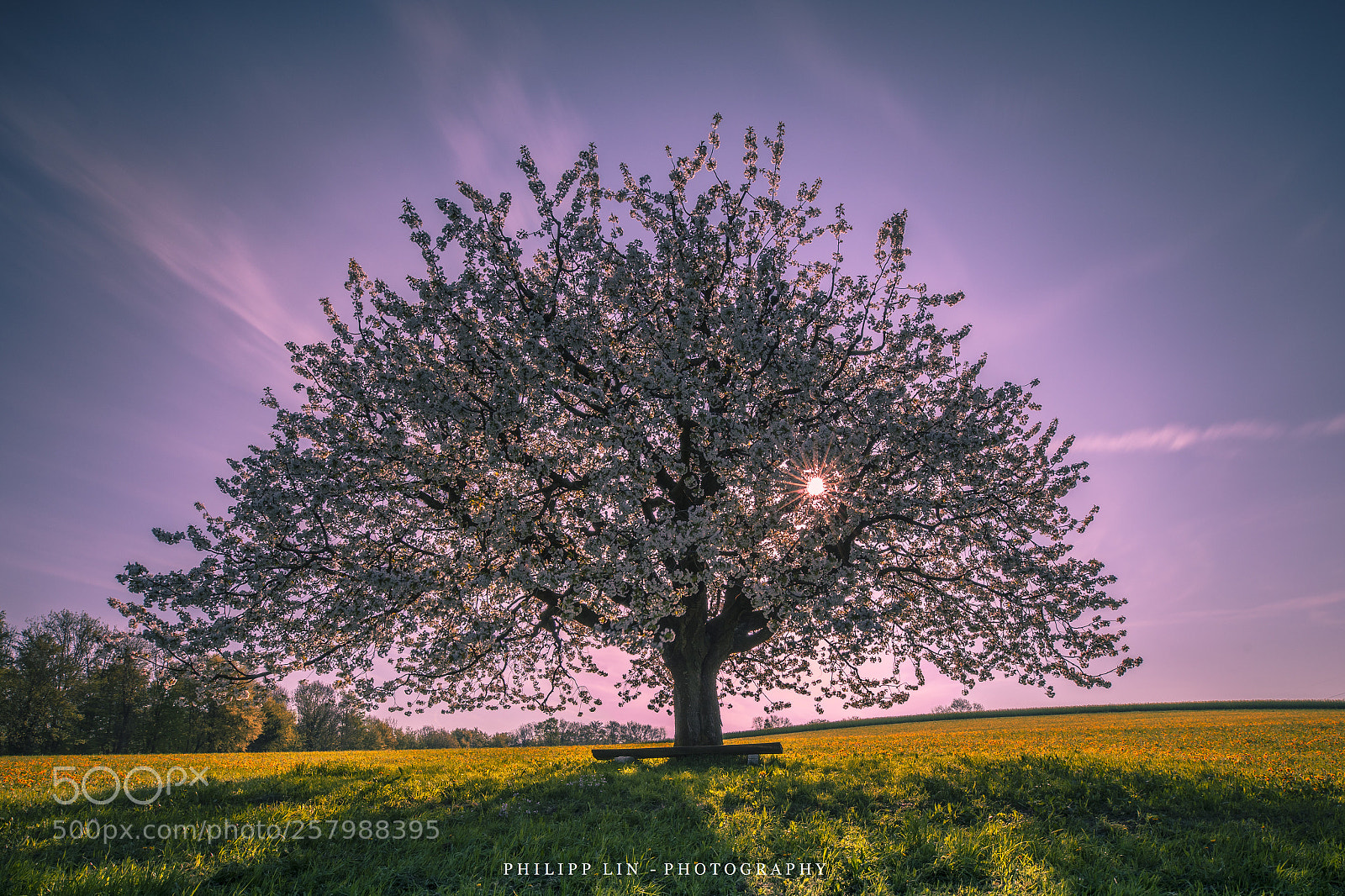 Canon EOS 5D Mark IV sample photo. Spring, switzerland photography