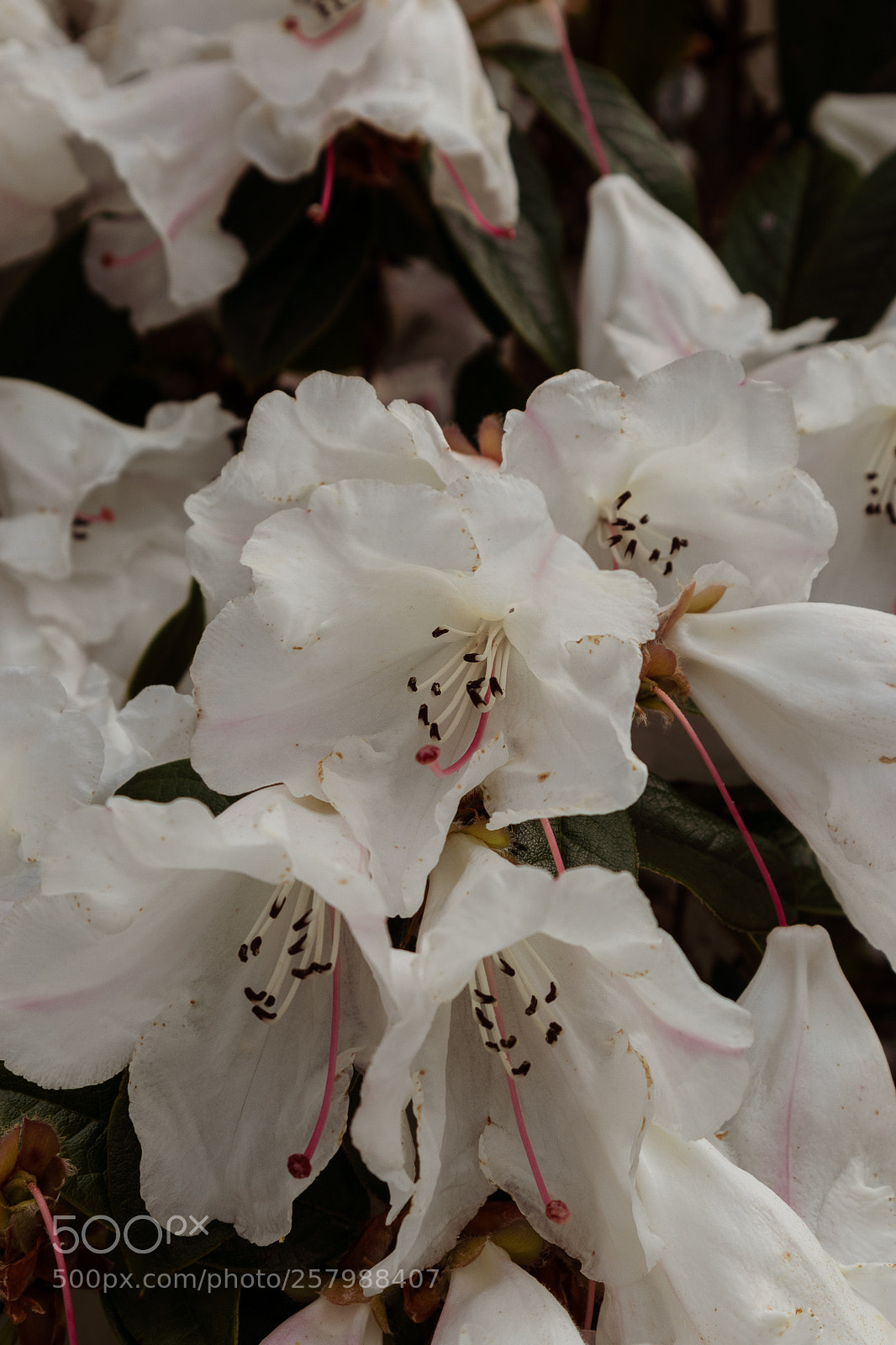 Canon EOS M5 sample photo. Untitled photography