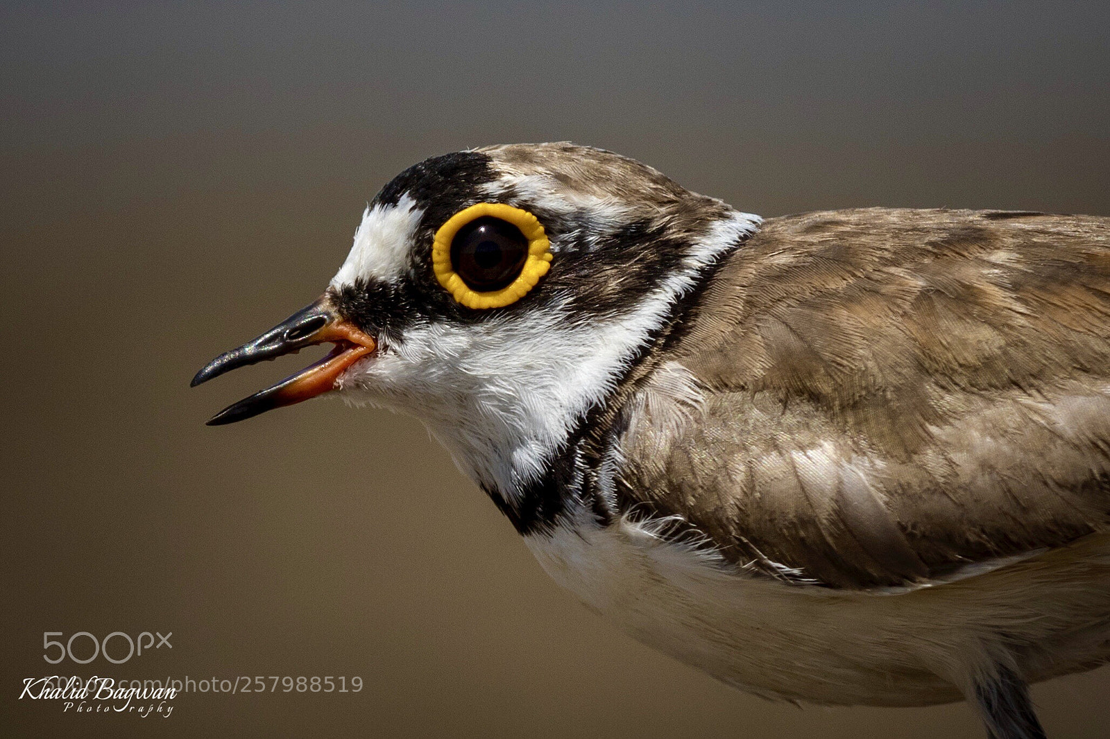 Canon EOS 7D Mark II sample photo. Little ringed plover photography