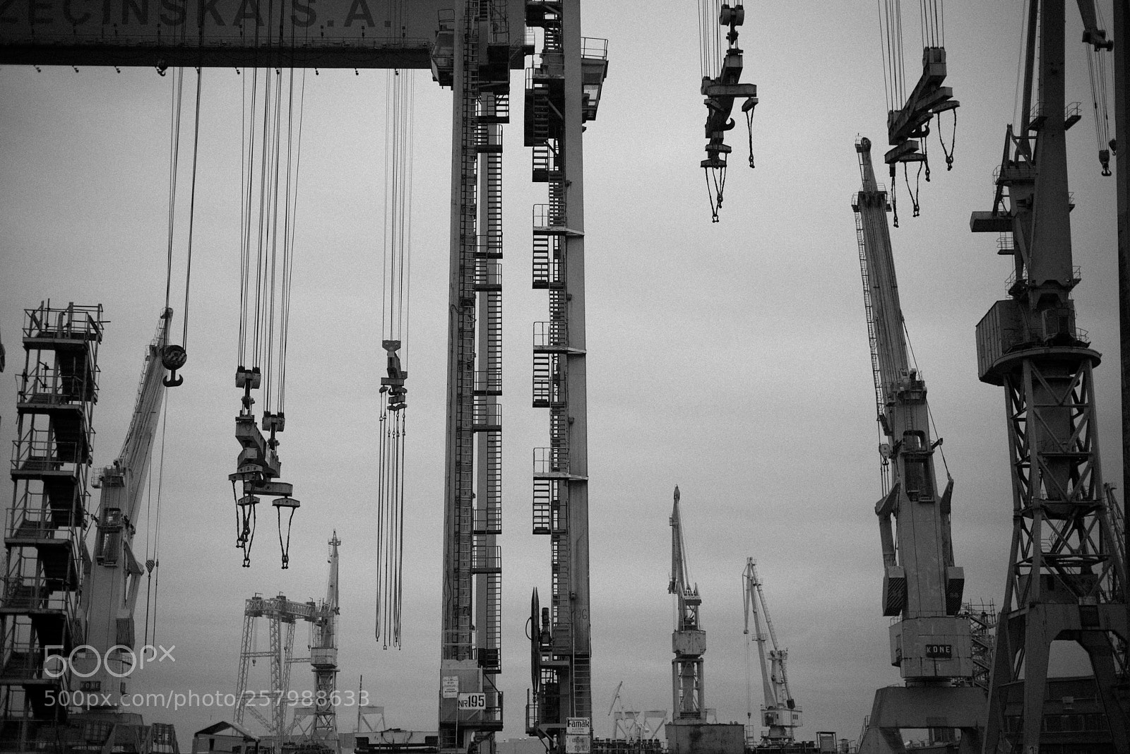 Nikon D810 sample photo. Rise of the cranes photography