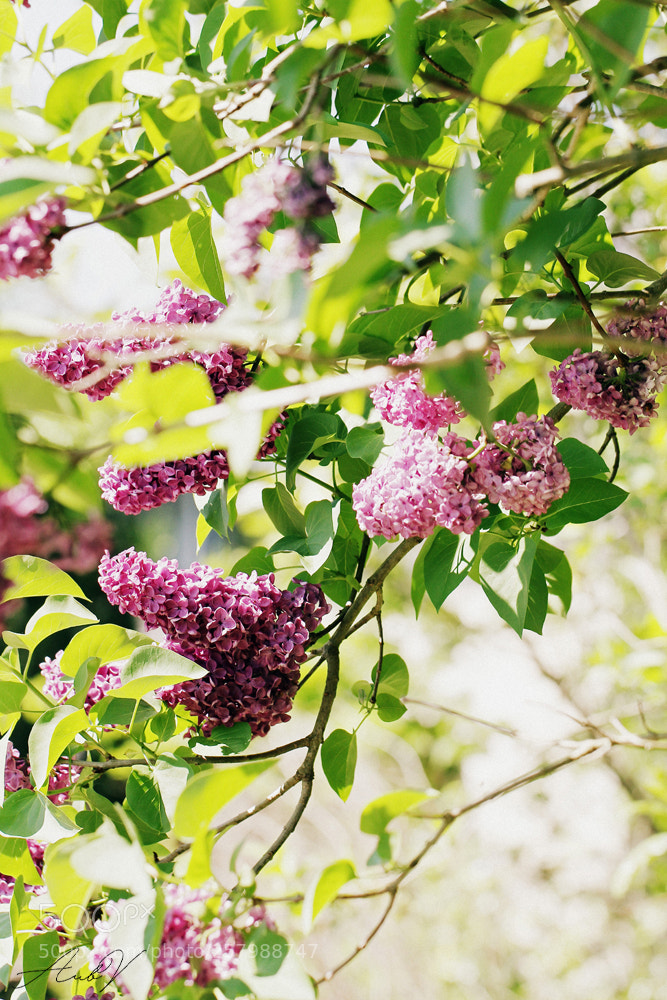 Canon EOS 7D sample photo. Syringa photography