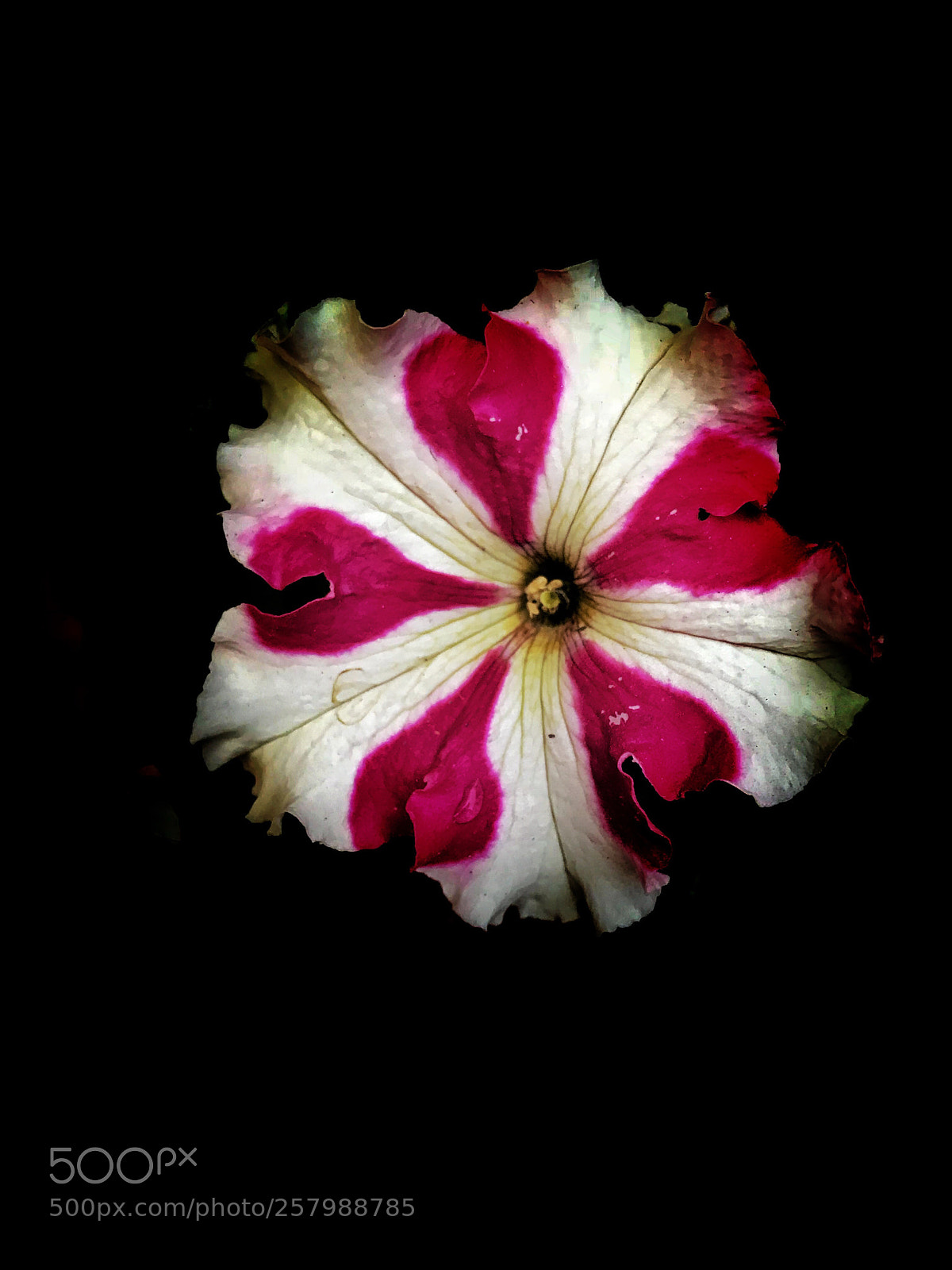Apple iPhone 7 Plus sample photo. Untitled photography