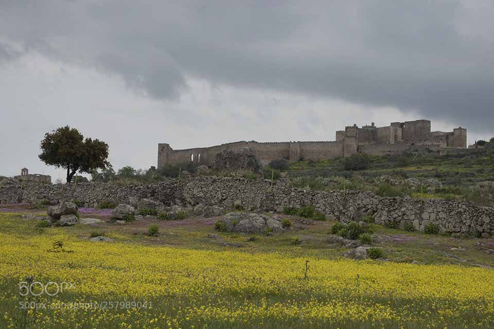 Nikon D40 sample photo. Flores entre las ruinas photography