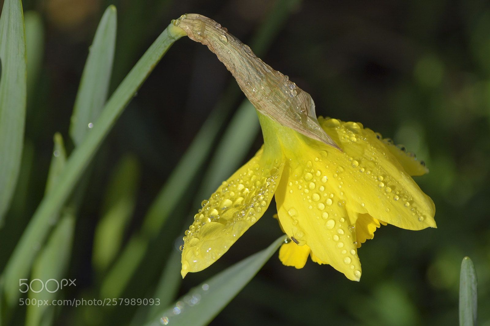 Nikon D7100 sample photo. Daffodil on a wet photography