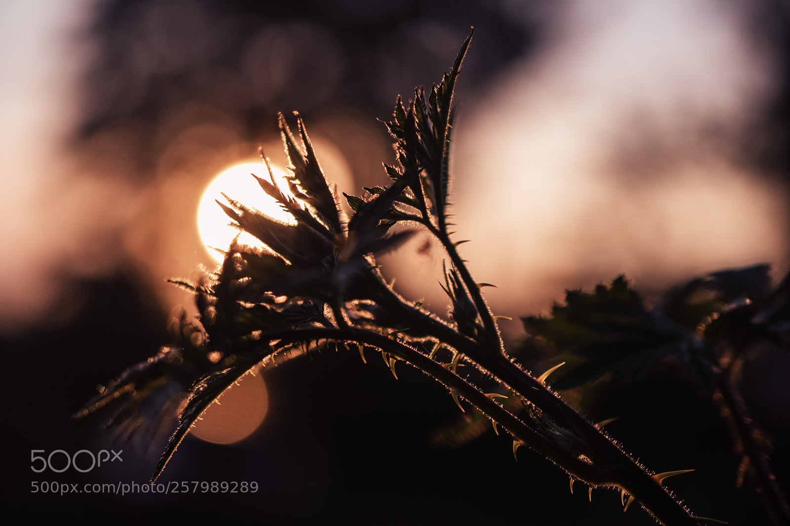 Nikon D5500 sample photo. Sunset photography