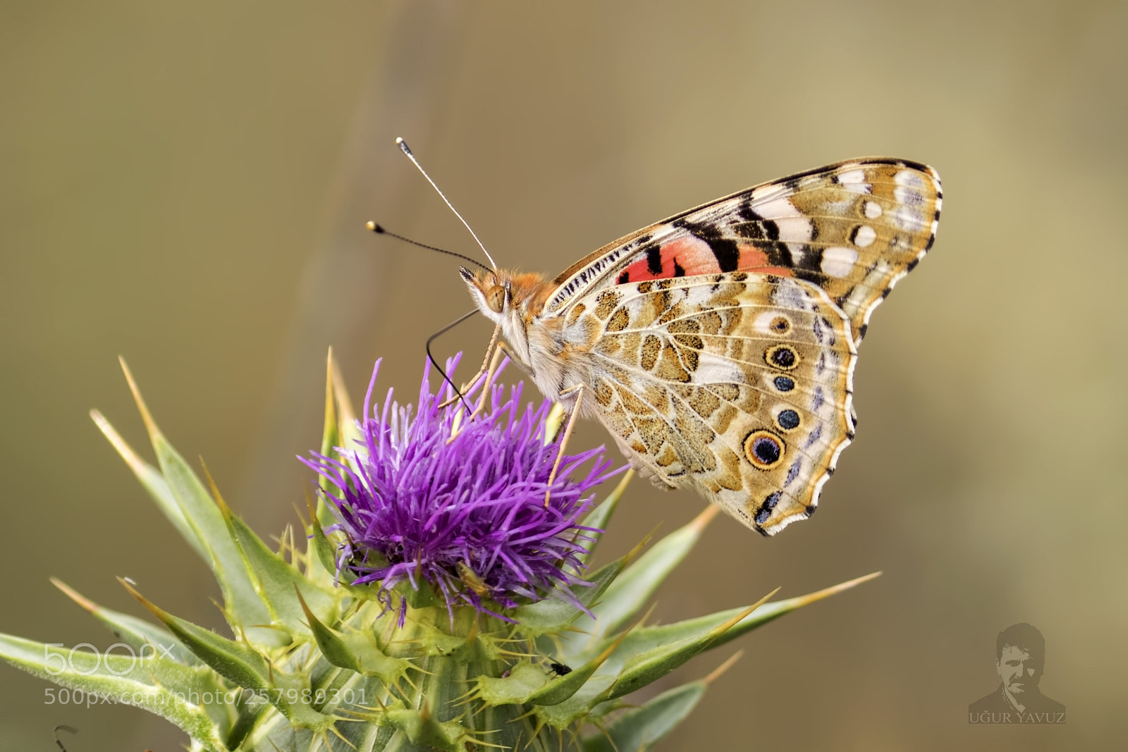 Canon EOS 7D Mark II sample photo. Diken kelebeği photography