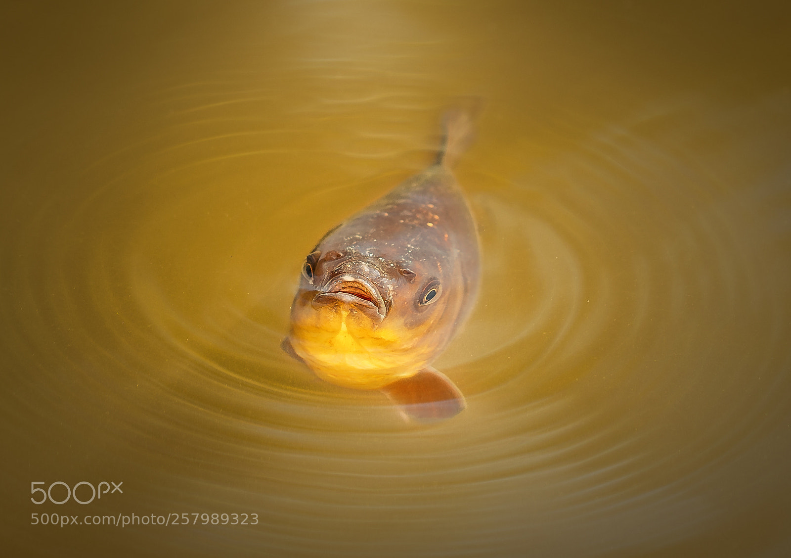 Canon EOS 5DS R sample photo. Isaiah 35:5-6 photography
