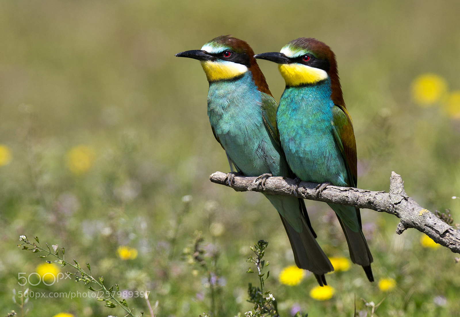 Canon EOS-1D X sample photo. European bee-eater photography