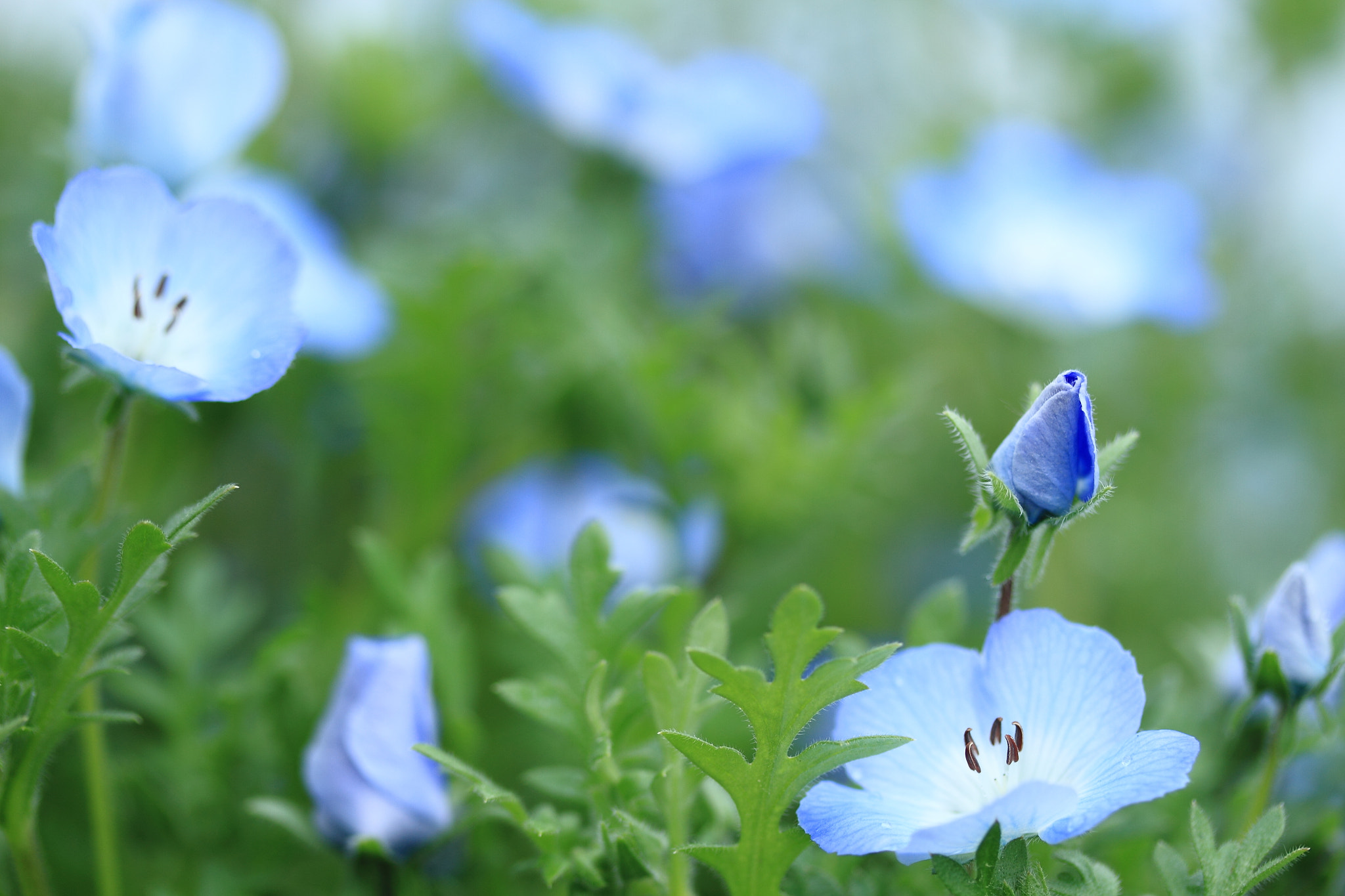 Canon EF-S 60mm F2.8 Macro USM sample photo. Img photography