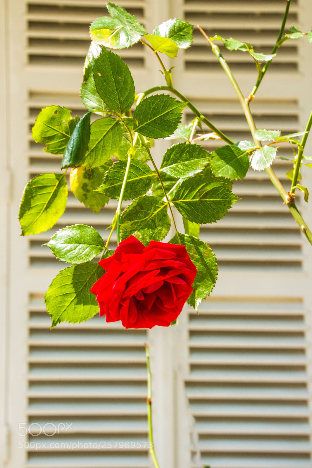 Canon EOS 600D (Rebel EOS T3i / EOS Kiss X5) sample photo. Rose photography