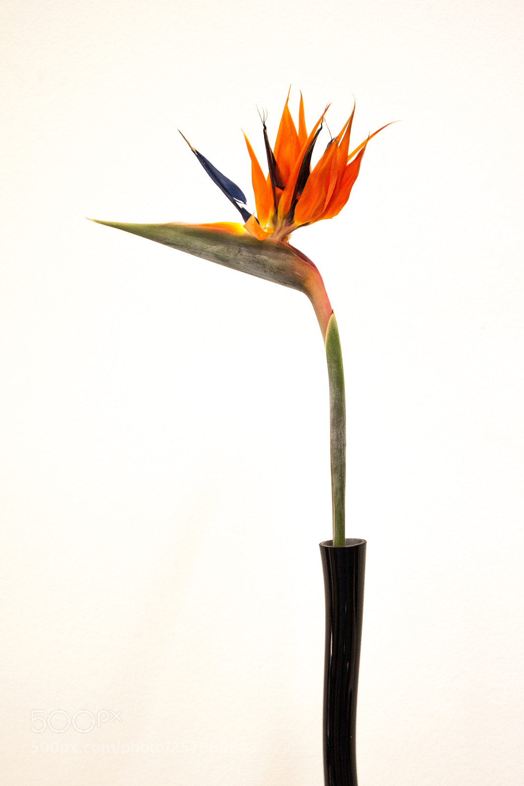 Canon EOS 40D sample photo. Pretty flower photography