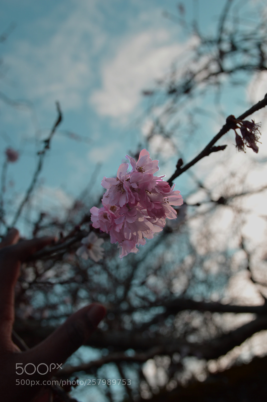 Nikon D3200 sample photo. Flower hand photography