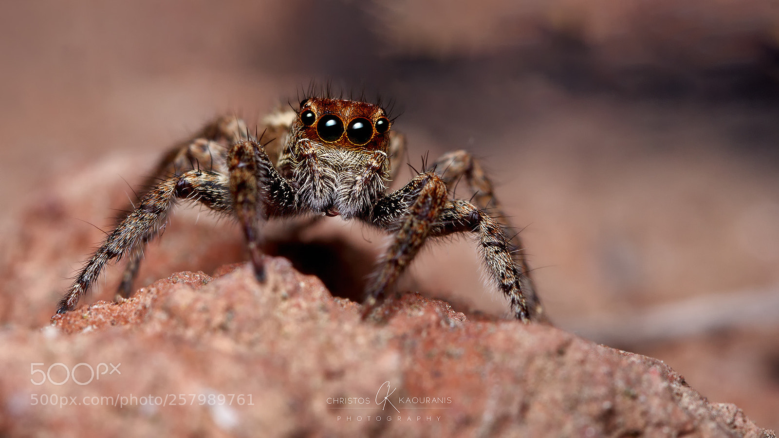 Canon EOS 600D (Rebel EOS T3i / EOS Kiss X5) sample photo. Mesmerizing eyes! photography