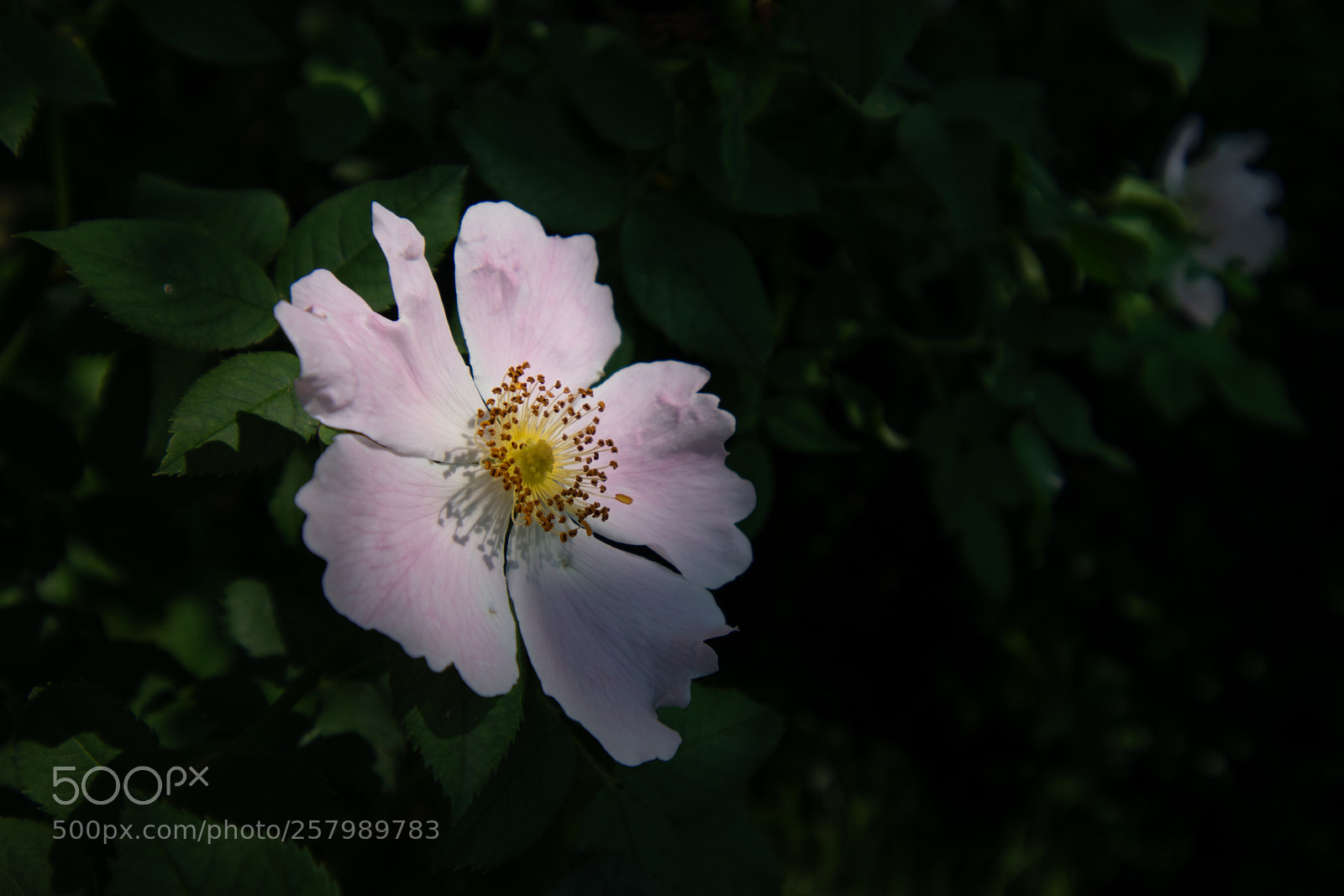 Nikon D5500 sample photo. Maggio photography
