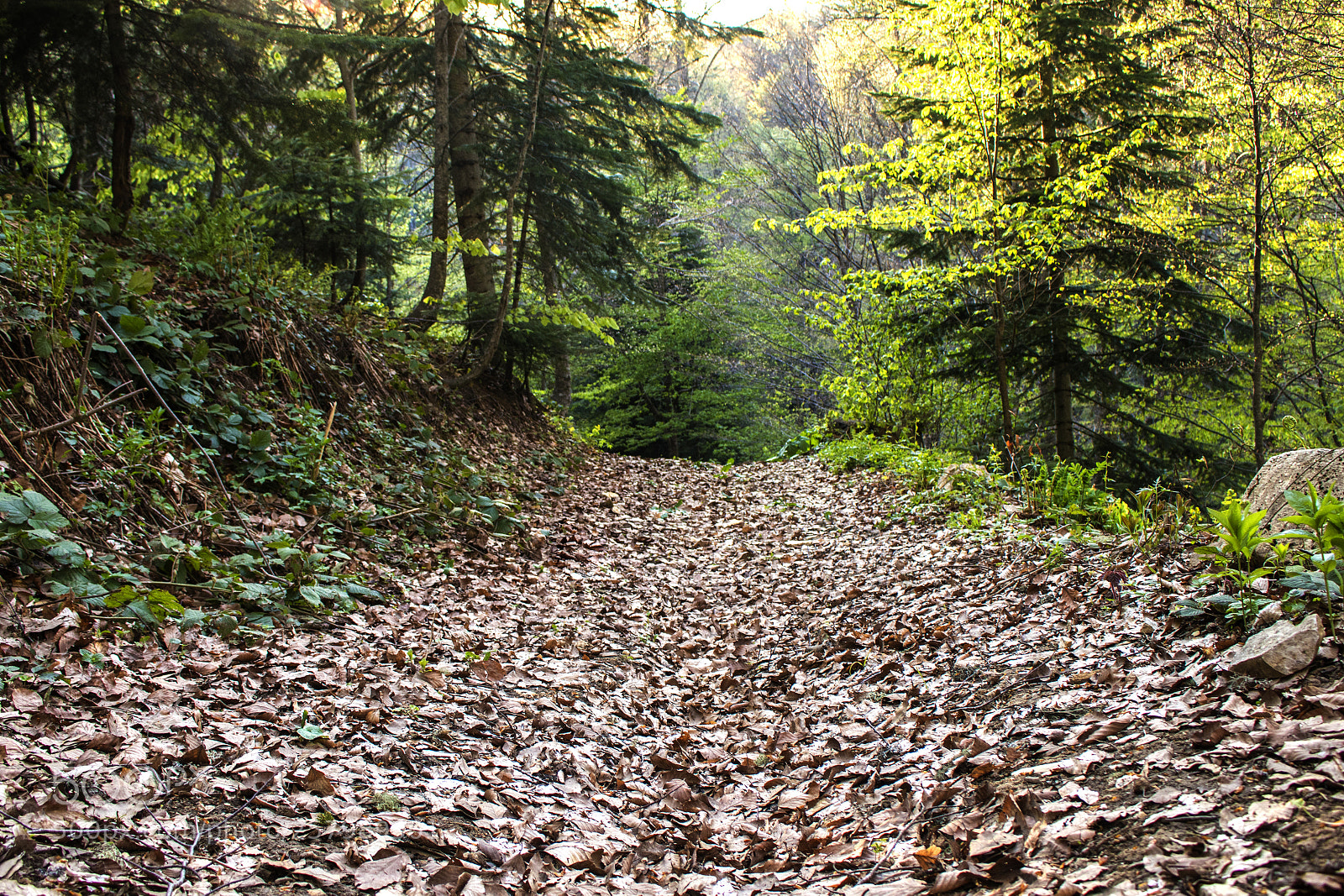 Canon EOS 77D (EOS 9000D / EOS 770D) sample photo. Road in the forest photography