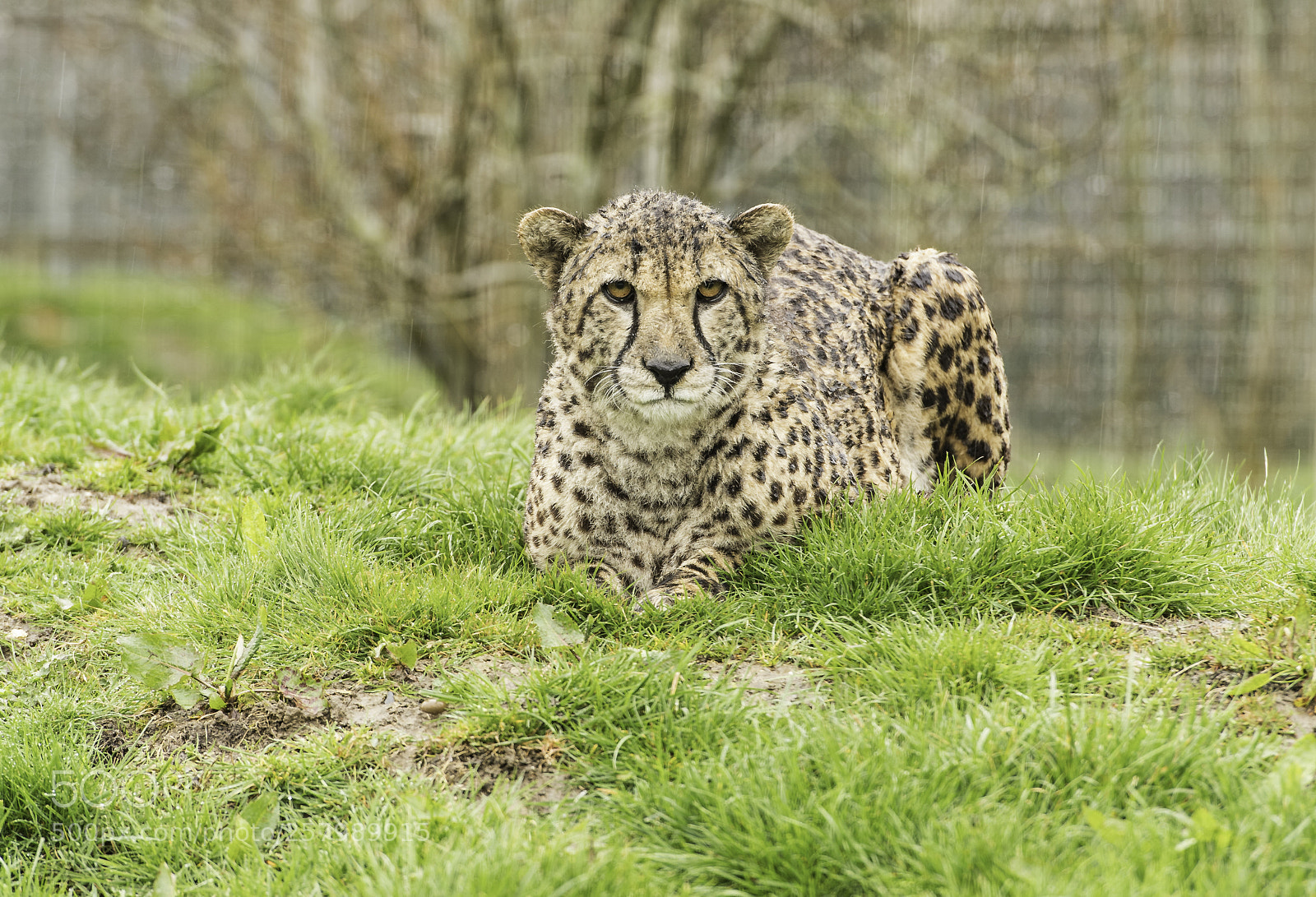 Nikon D5 sample photo. Cheetah series photography