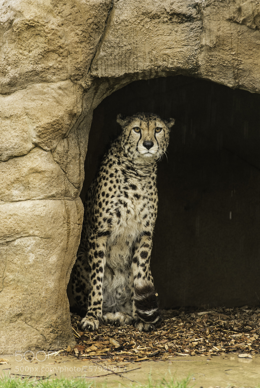 Nikon D5 sample photo. Cheetah series photography