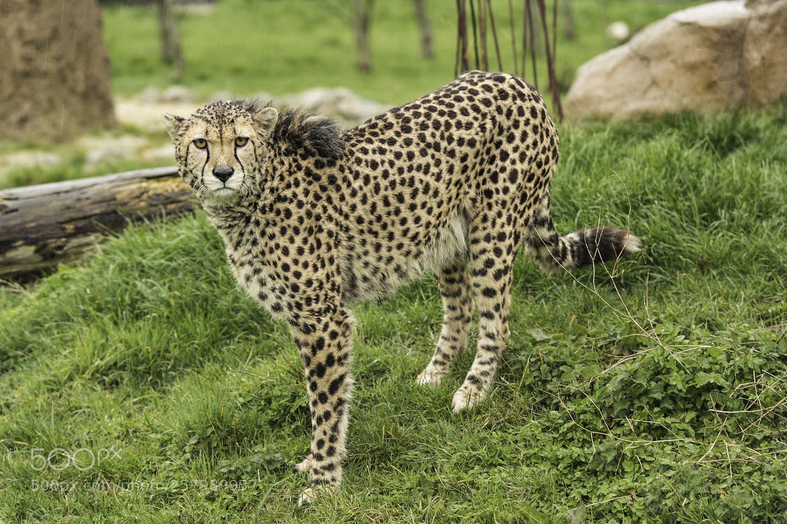 Nikon D5 sample photo. Cheetah series photography