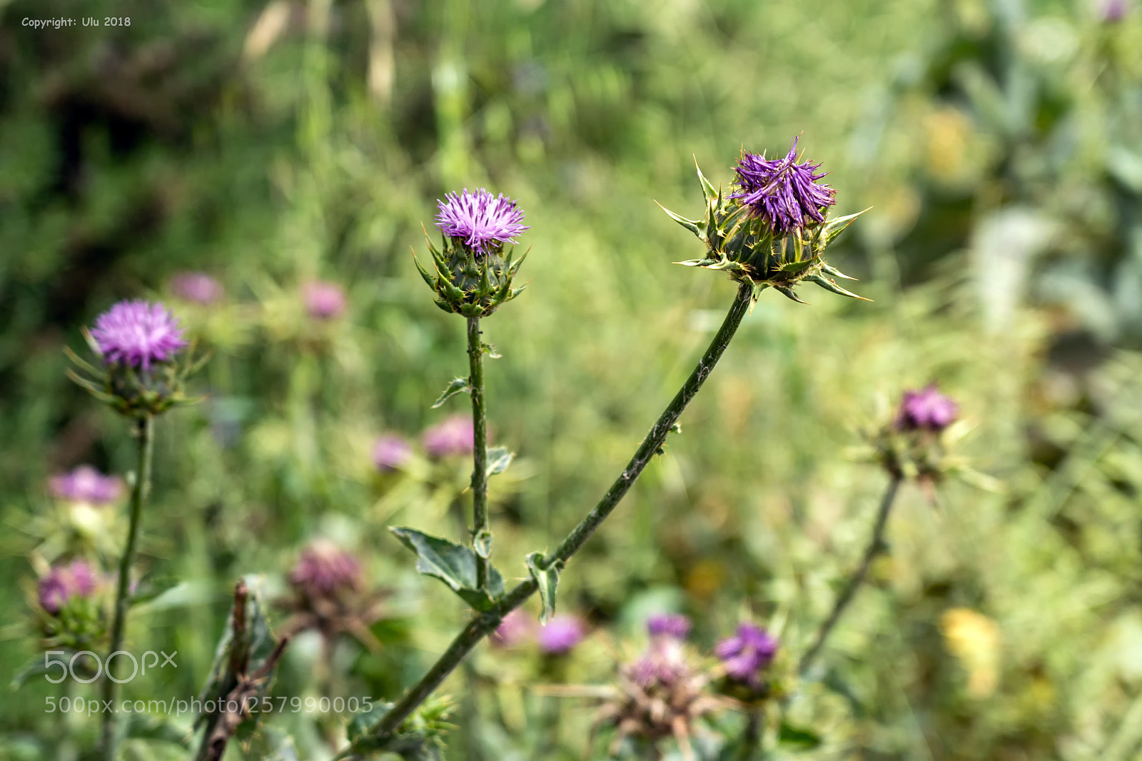 Sony a6300 sample photo. Mariendistel photography