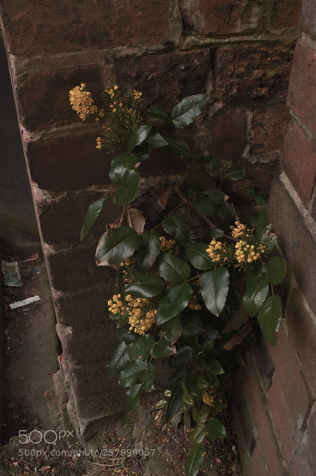Nikon D3200 sample photo. Giallo muro photography