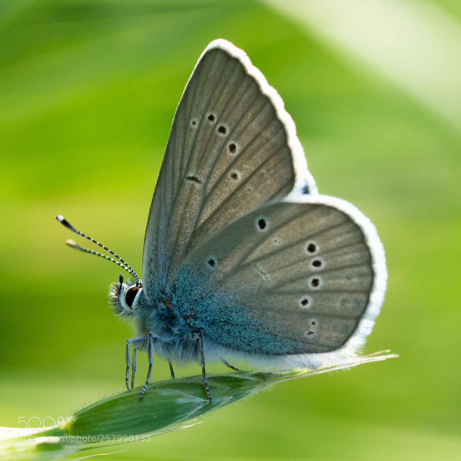 Nikon D7200 sample photo. Blue photography