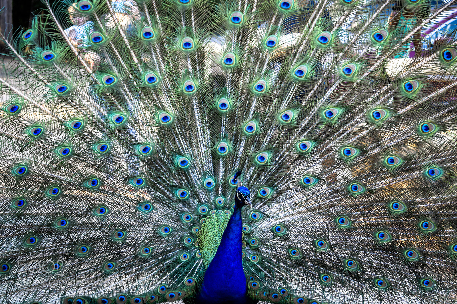 Nikon D5300 sample photo. The queen! photography