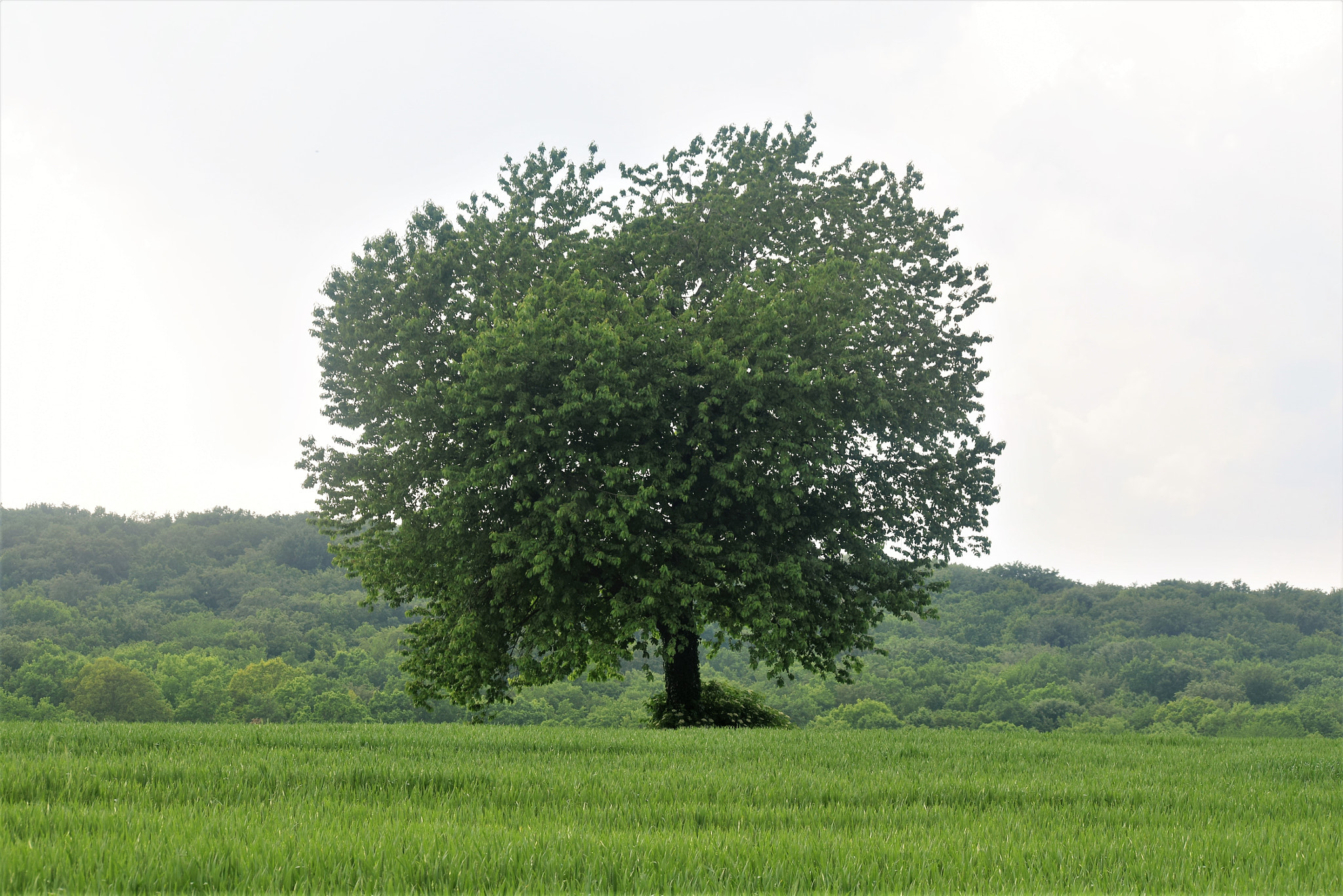 Nikon D3300 sample photo. Tree photography