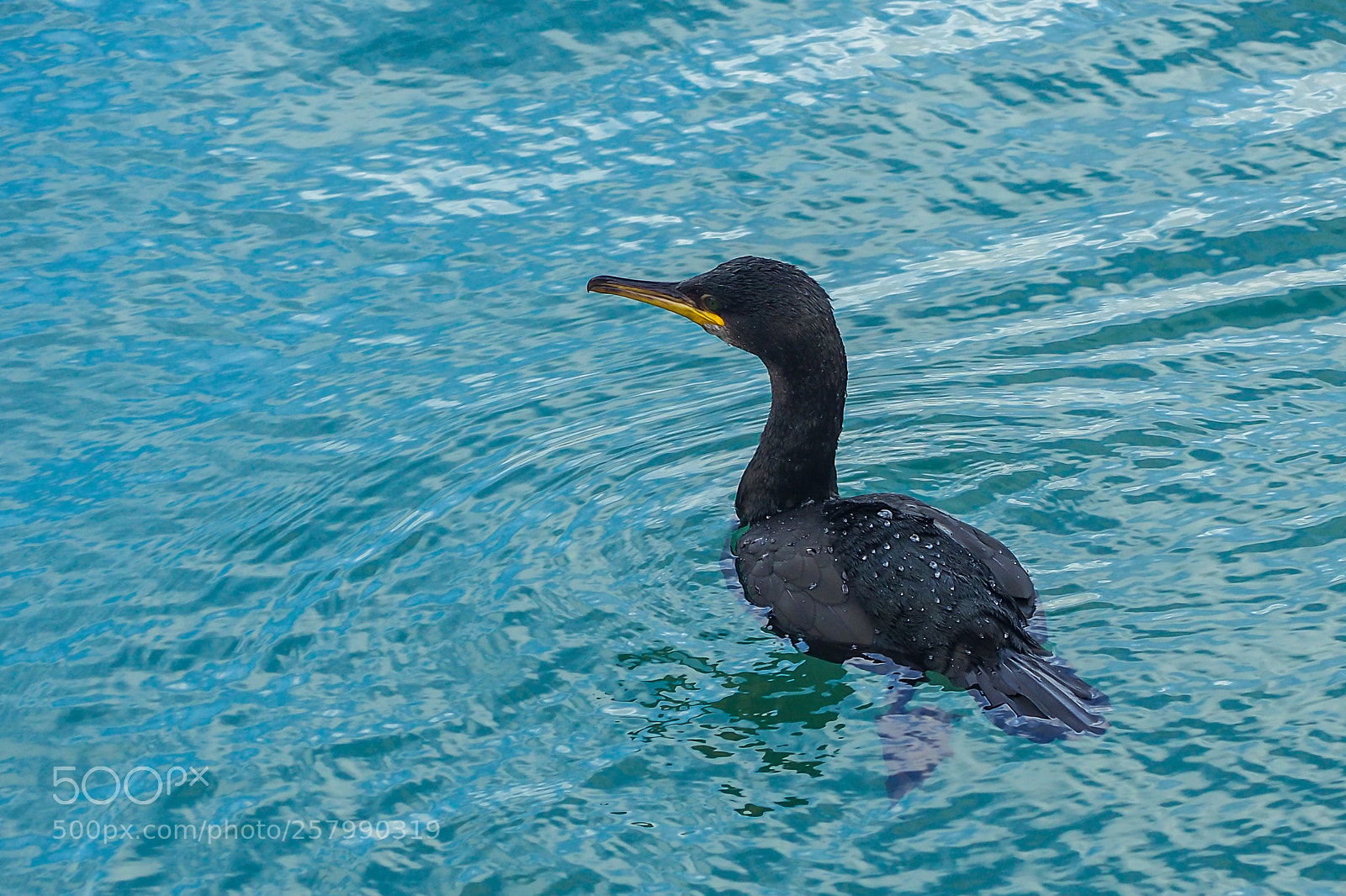 Olympus OM-D E-M10 II sample photo. Cormorant in the harbour photography