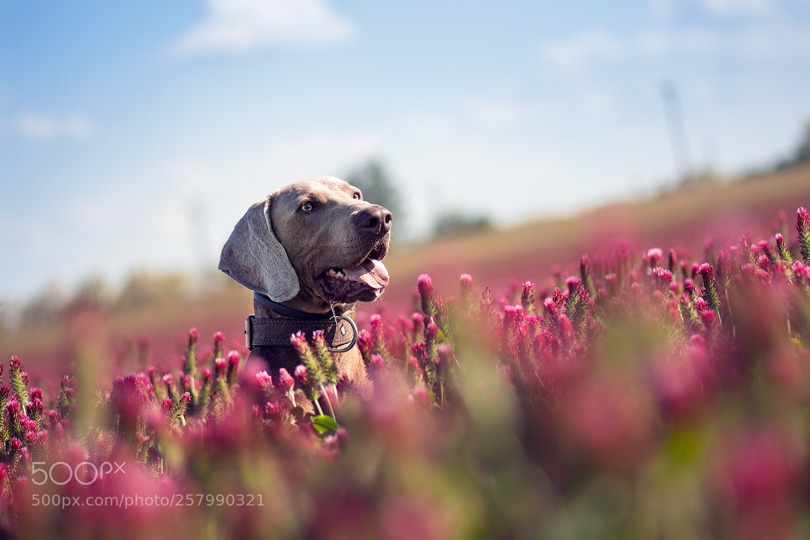 Nikon D7200 sample photo. Dog in the field photography