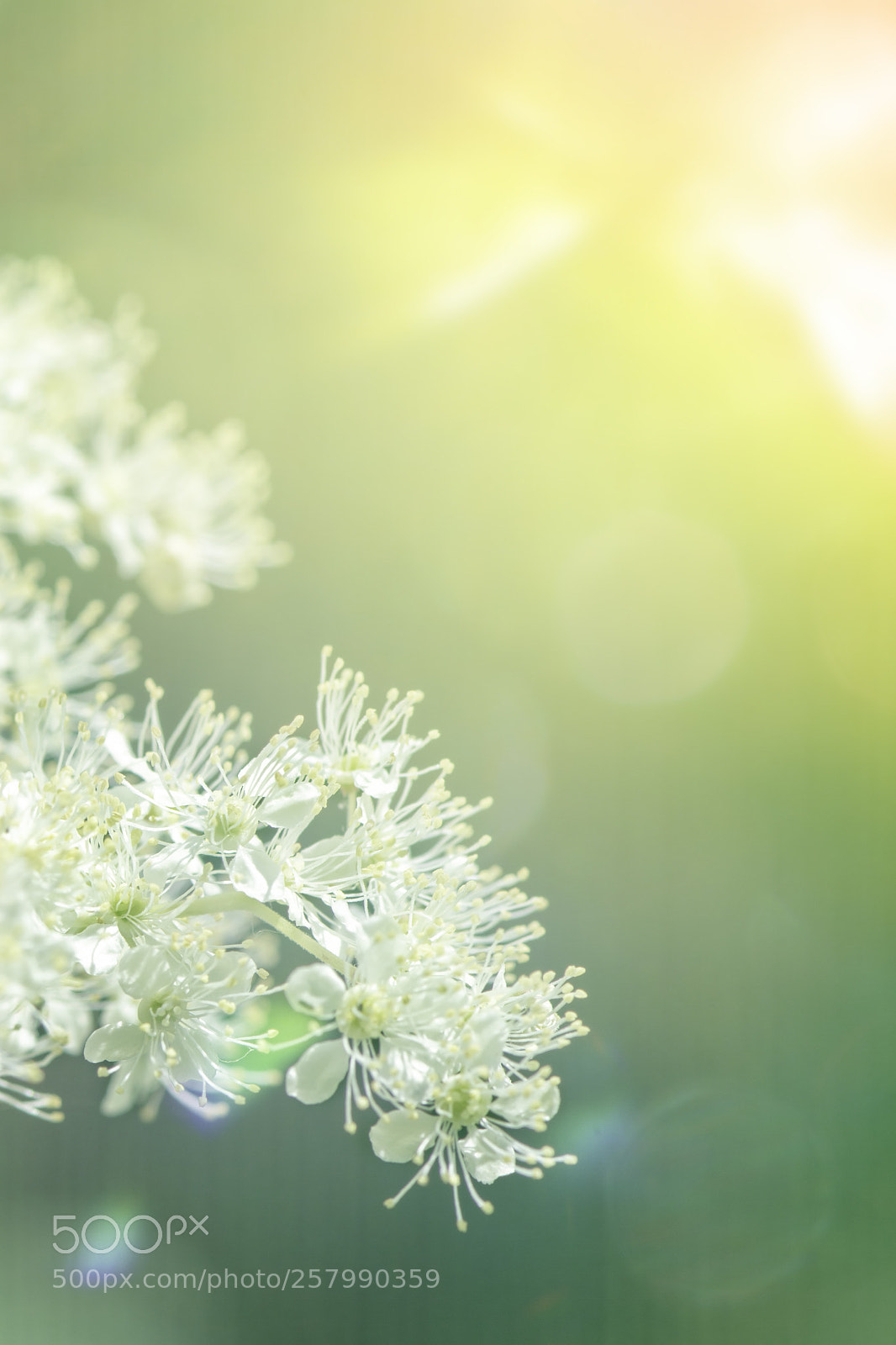 Nikon D7100 sample photo. Greenish photography