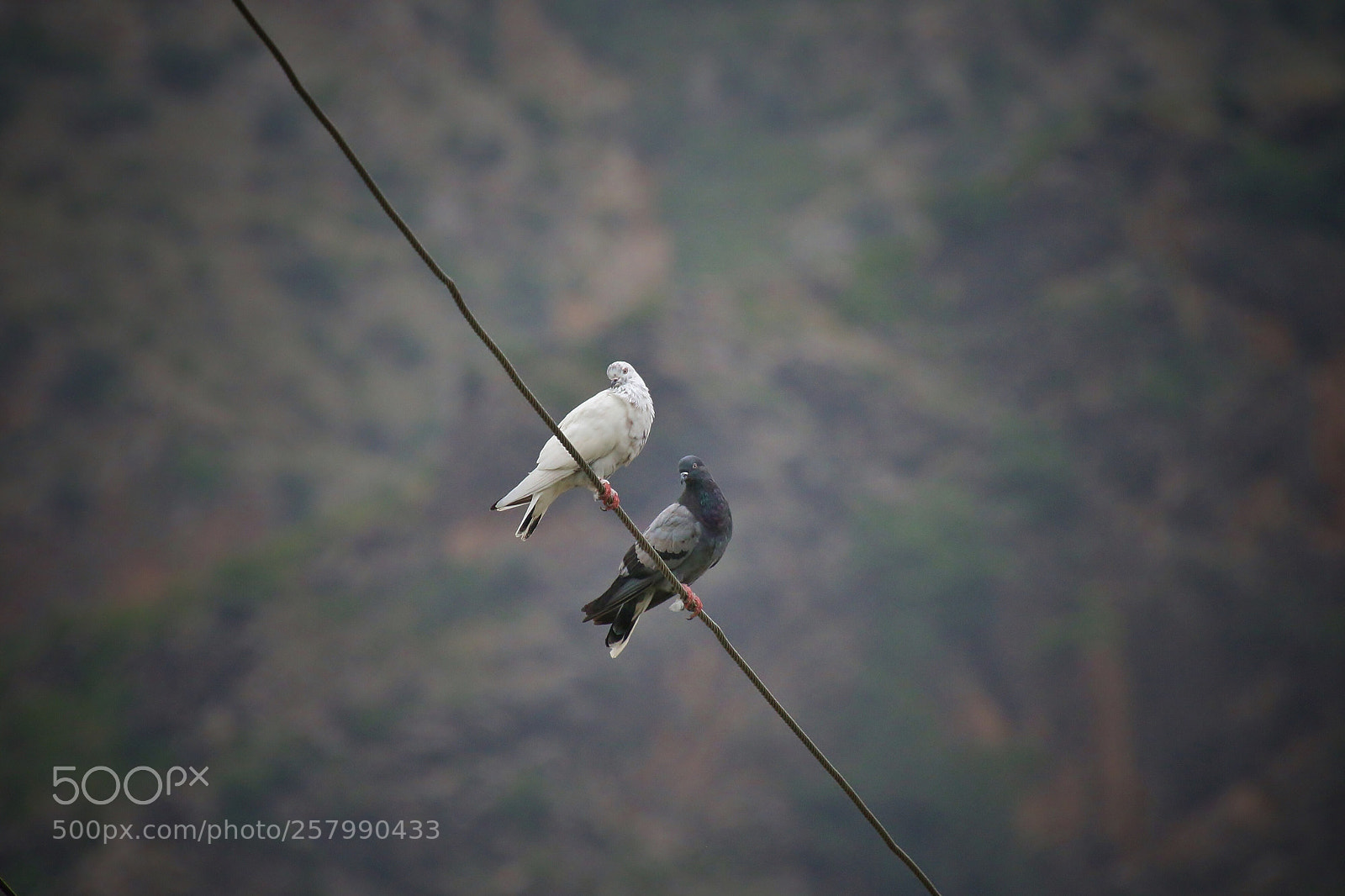 Canon EOS 70D sample photo. Untitled photography